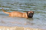 BULLMASTIFF 072